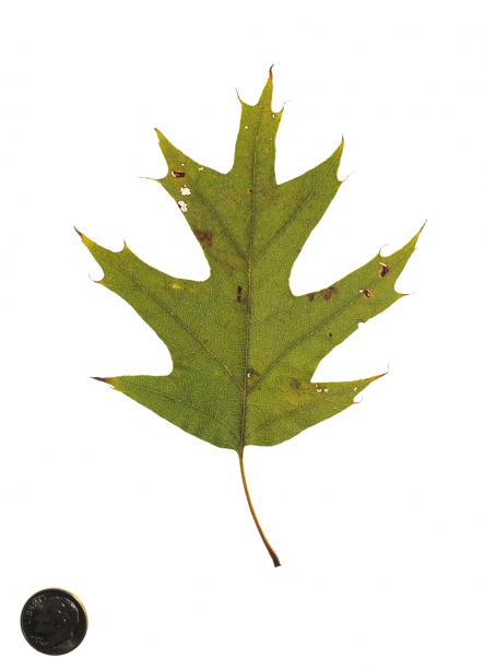 red oak
