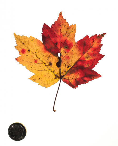 red maple