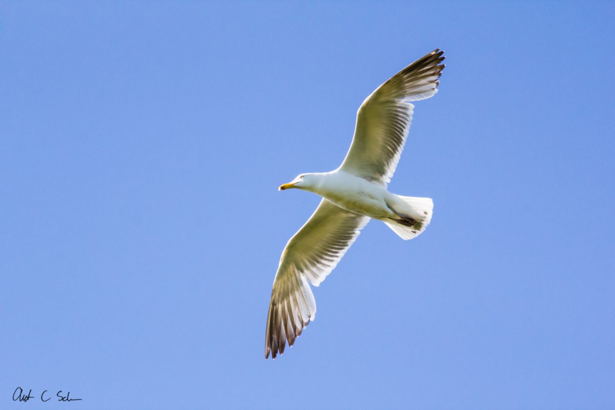 soaring herring gull