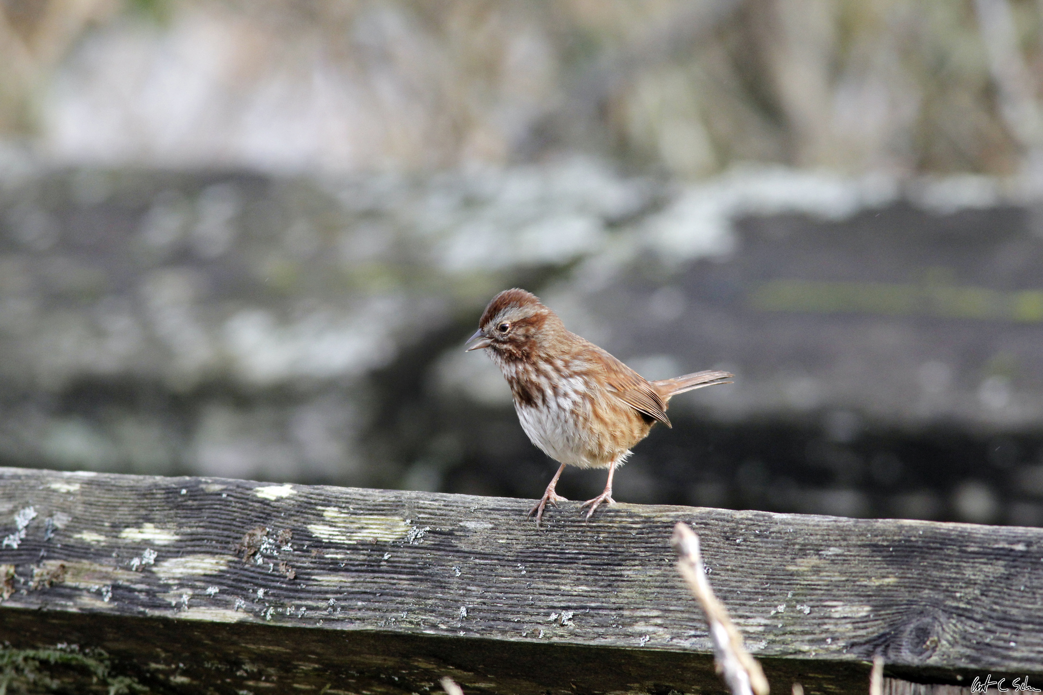 Song Sparrow Chirp austin schuver contact me form