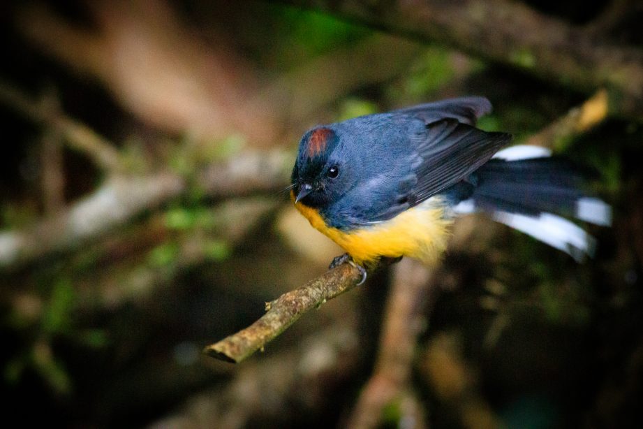 Slate-Throated Redstart