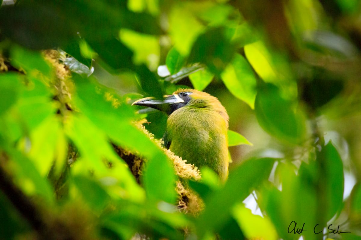 Tropical Birds of Costa Rica