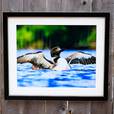 Framed Print • Lake Loon