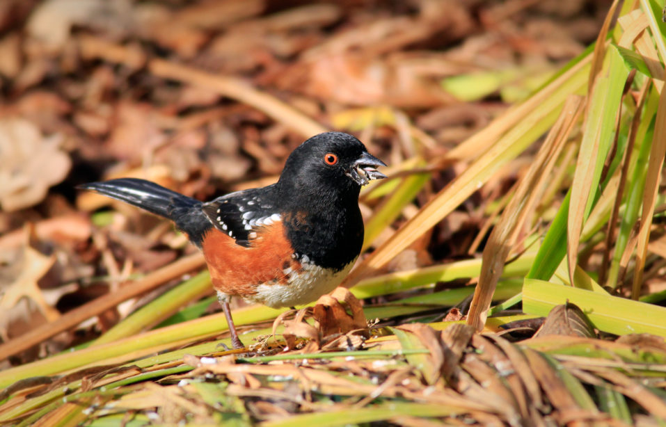 spotted towhee
