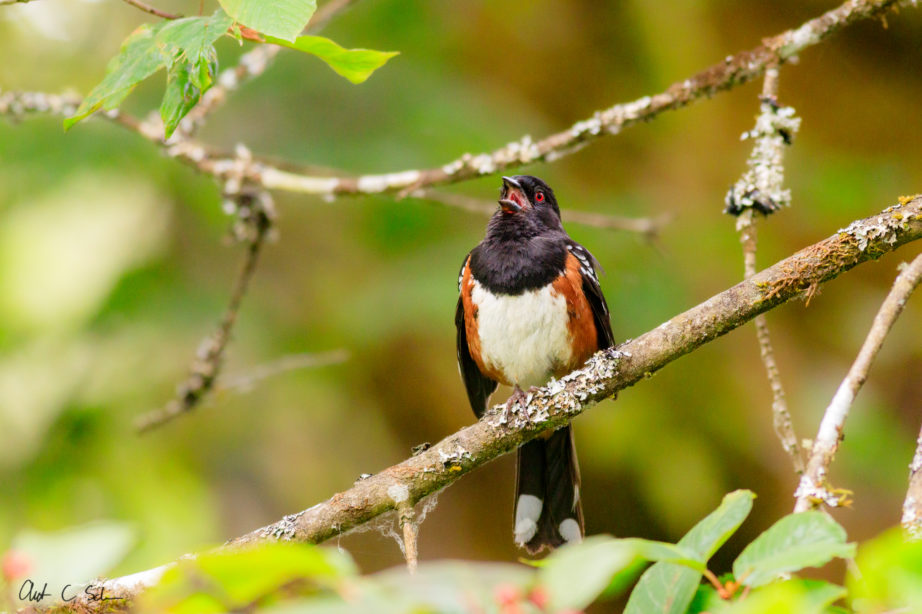 towhee singing