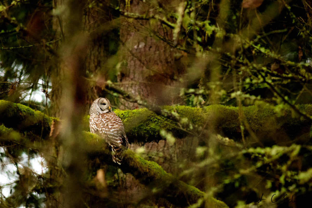 owl western washington barred austin schuver