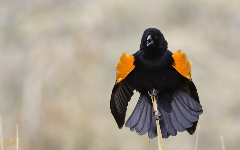 red-winged blackbird singing