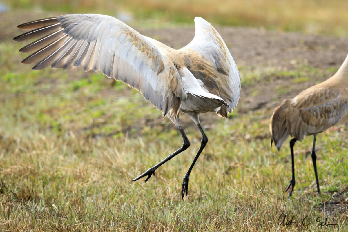 An Ode to Bird Sounds