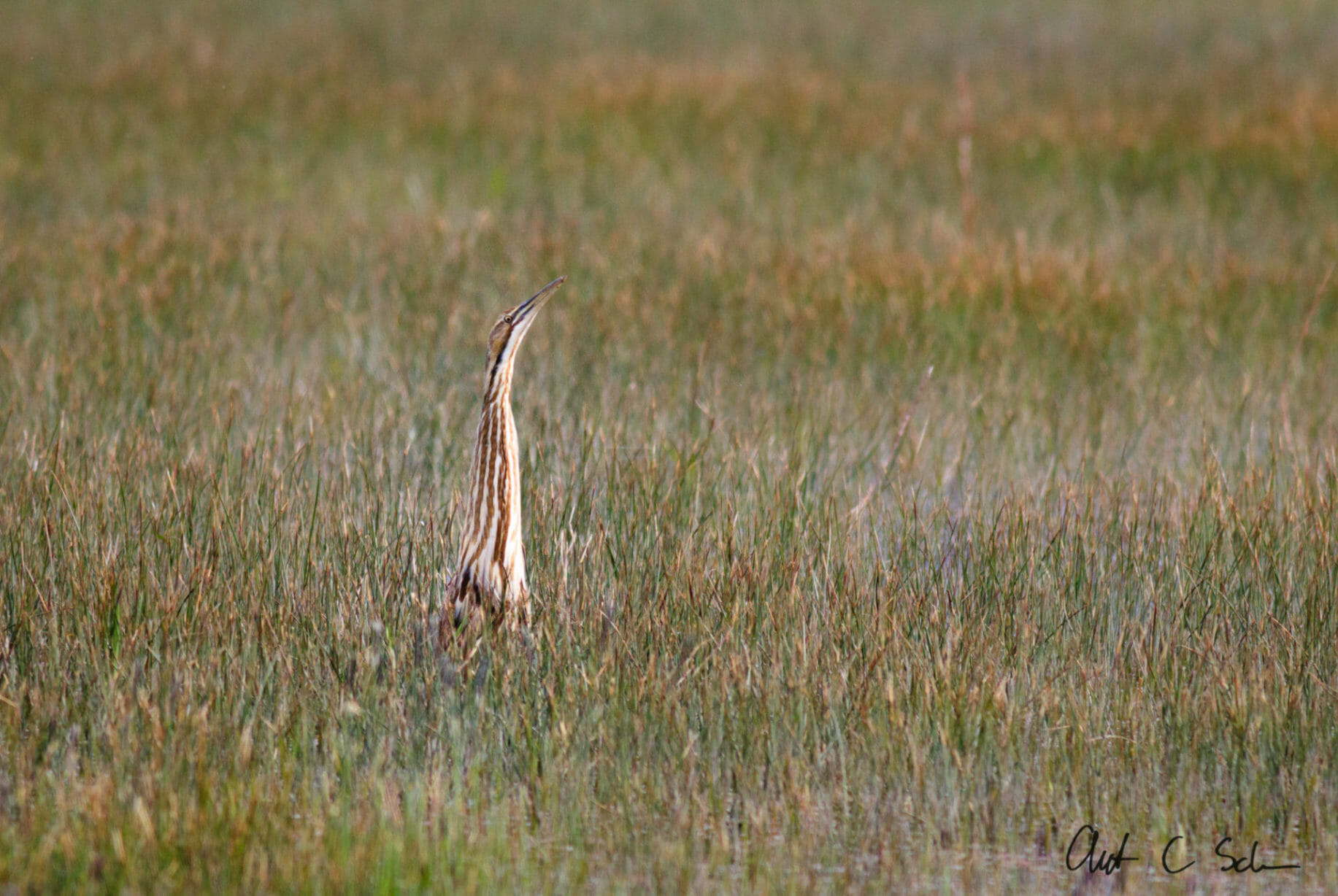 American bittern