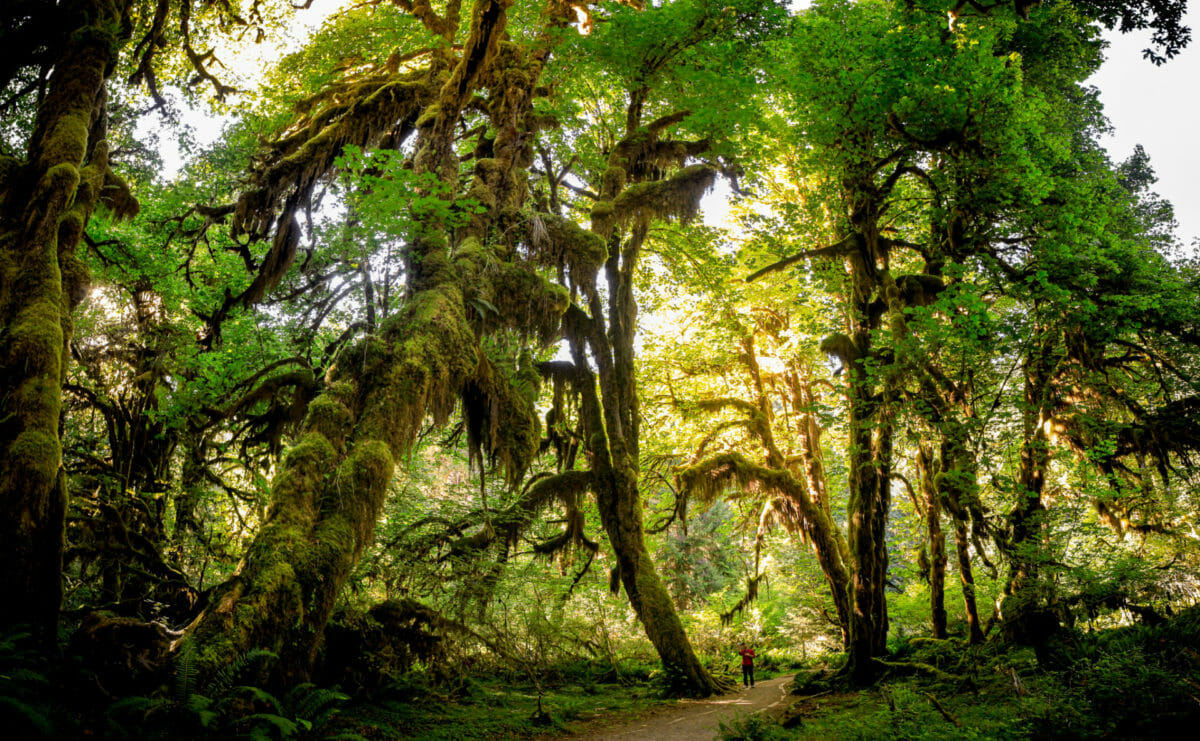 hall of mosses rainforest washington
