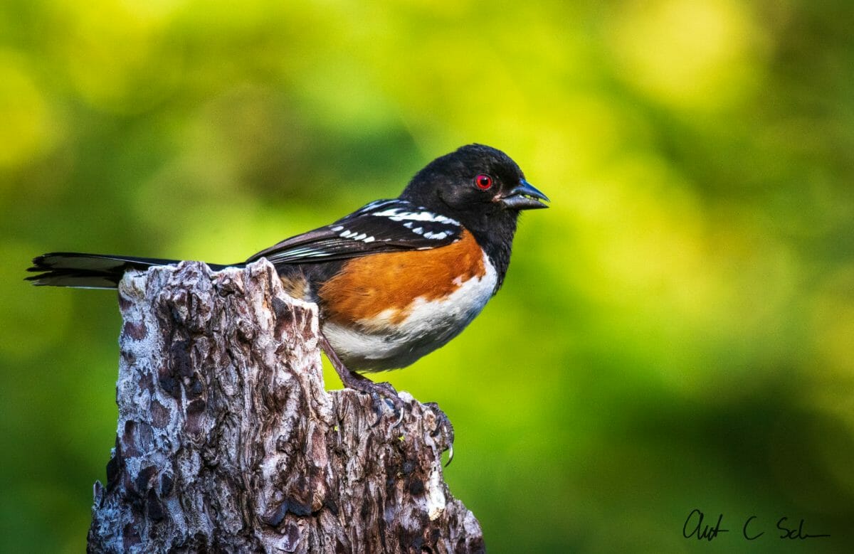 spotted towhee california