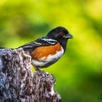 spotted towhee california